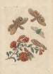 Dissertation sur la génération et les transformations des insectes de Surinam Pl60 - Maria Sibylla Merian — weergave van het kunstwerk