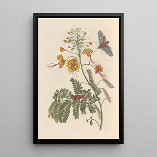 Maria Sibylla Merian - Dissertation sur la generation et les transformations des insectes de Surinam Pl61.webp