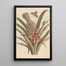 Dissertation sur la génération et les transformations des insectes de Surinam Pl64 - Maria Sibylla Merian — ingelijst kunstwerk aan de muur