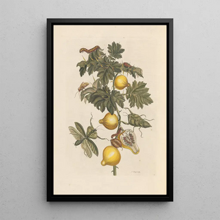 Maria Sibylla Merian - Dissertation sur la generation et les transformations des insectes de Surinam Pl66.webp