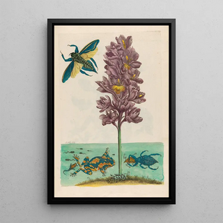 Maria Sibylla Merian - Eichhornia crassipes.webp