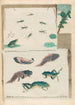 Kikkers - Maria Sibylla Merian — weergave van het kunstwerk