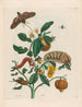 Guajare - Maria Sibylla Merian — weergave van het kunstwerk