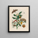 Guajare - Maria Sibylla Merian — ingelijst kunstwerk aan de muur