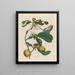 Boîtes de marmelade Boom - Maria Sibylla Merian — framed artwork on a wall