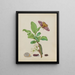 Metamorphosis of a Small Emperor Butterfly on a Damask Plum, plate 13 from the book Caterpillar - Maria Sibylla Merian — framed artwork on a wall