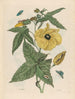 Muscus Bloem - Maria Sibylla Merian — artwork view