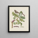 Branch of oak with caterpillars and chrysalis of the sphinx - Maria Sibylla Merian — framed artwork on a wall