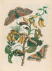 Pallisadenboom - Maria Sibylla Merian — artwork view
