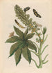 Palma Christi - Maria Sibylla Merian — weergave van het kunstwerk