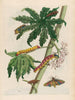 Papaja - Maria Sibylla Merian — weergave van het kunstwerk