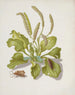 Plantain with metamorphosis of the Bright-Line Brown-Eye - Maria Sibylla Merian — artwork view