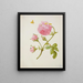Rose bush with metamorphosis of a moth and a beetle larva collaged - Maria Sibylla Merian — framed artwork on a wall