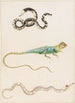 Klein hagedis met kop uit Zuid-Amerika of boomhagedis uit Oost-Indië en trompetvis - Maria Sibylla Merian — weergave van het kunstwerk