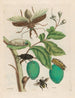 Tabrouba - Maria Sibylla Merian — artwork view