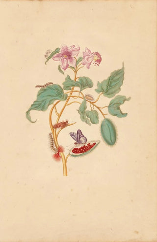 Maria Sibylla Merian - The Rocu Tree with Caterpillars Moths and Butterflies.webp