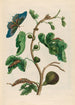 Goyave blanche - Maria Sibylla Merian — weergave van het kunstwerk