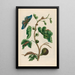 Goyave blanche - Maria Sibylla Merian — ingelijst kunstwerk aan de muur