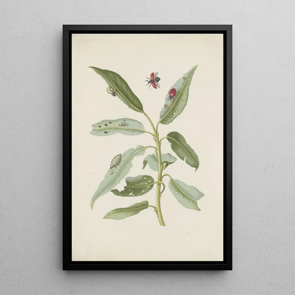Maria Sibylla Merian - Willow leaves with poplar leaf beetle eggs and larvae.webp