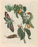 Zursak - Maria Sibylla Merian — artwork view