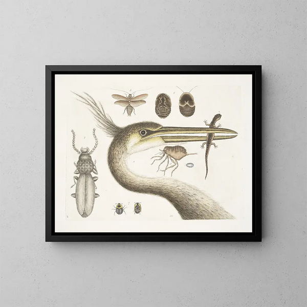1 De grootste reiger met kam 2 De gevlekte salamander 3 De Chego 4 Scarabus c 5 De kakkerlak - Mark Catesby — ingelijst kunstwerk aan de muur