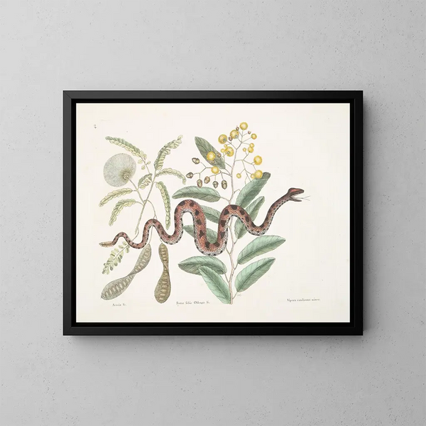 Acacia en fruitboom, fruitboomgaard met ovale bladeren en adder met kleine bellenstaart - Mark Catesby — ingelijst kunstwerk aan de muur