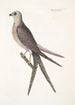 Accipiter cauda forcipata furcata Le Faucon à queue d'hirondelle - Mark Catesby — weergave van het kunstwerk