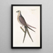 Accipiter cauda forcipata furcata Le Faucon à queue d'hirondelle - Mark Catesby — ingelijst kunstwerk aan de muur