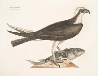 De jagende valk - Mark Catesby — weergave van het kunstwerk