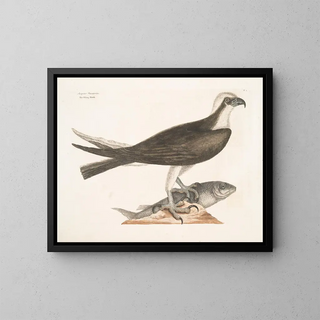 De jagende valk - Mark Catesby — ingelijst kunstwerk aan de muur