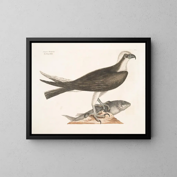 De jagende valk - Mark Catesby — ingelijst kunstwerk aan de muur