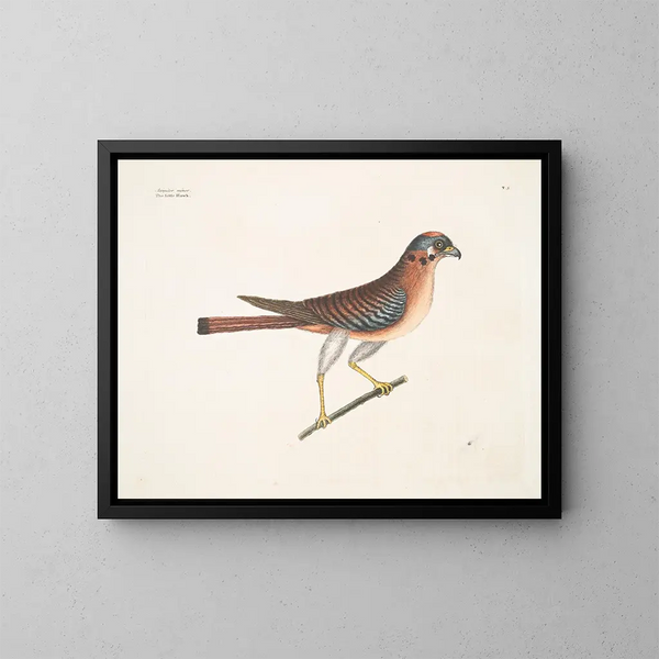 De kleine valk - Mark Catesby — ingelijst kunstwerk aan de muur