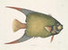 Un Acarauna et le Poisson-ange - Mark Catesby — weergave van het kunstwerk