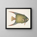 Un Acarauna et le Poisson-ange - Mark Catesby — ingelijst kunstwerk aan de muur