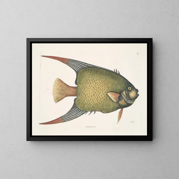 Un Acarauna et le Poisson-ange - Mark Catesby — ingelijst kunstwerk aan de muur