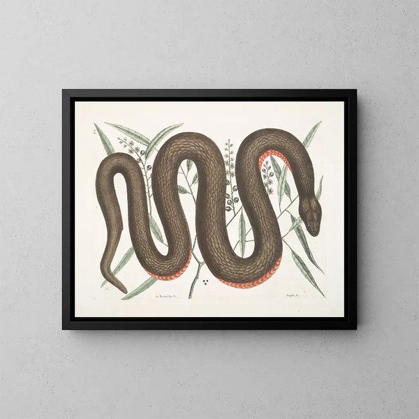 Een Recinoïdes en de schors van Ilathera, Anguis en de koperkleurige buikslang - Mark Catesby — ingelijst kunstwerk aan de muur