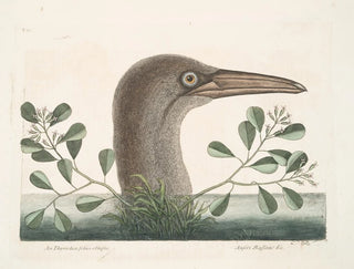 Le grand fou de Bassano - Mark Catesby — weergave van het kunstwerk