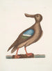 Anas Americanus De blauwe-gevleugelde eend - Mark Catesby — weergave van het kunstwerk
