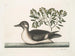 De kleine bruine eend - Mark Catesby — weergave van het kunstwerk