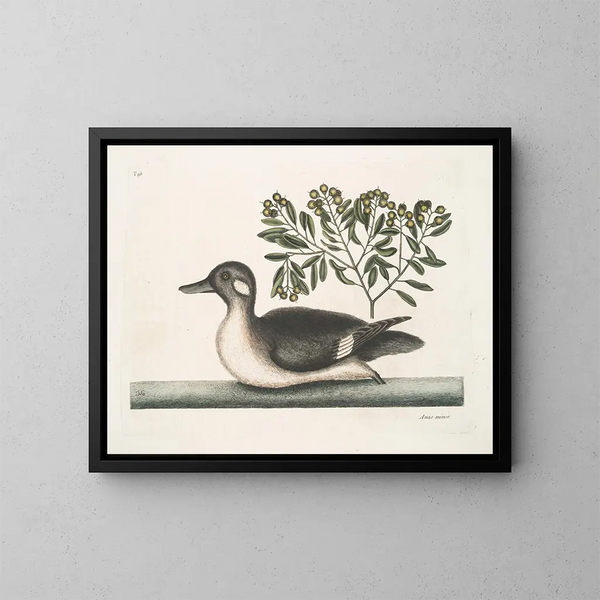 De kleine bruine eend - Mark Catesby — ingelijst kunstwerk aan de muur
