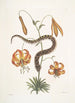 Anguis capite viperino Le Serpent à nez retroussé Lilium c - Mark Catesby — weergave van het kunstwerk