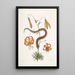 Anguis capite viperino Le Serpent à nez retroussé Lilium c - Mark Catesby — ingelijst kunstwerk aan de muur
