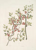 Anguis viridis Le Serpent vert Cassena c - Mark Catesby — weergave van het kunstwerk