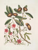Anona foliis Laurinis Le Sappadillo Convolvulus bladeren panaché c - Mark Catesby — weergave van het kunstwerk