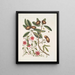 Anona foliis Laurinis Le Sappadillo Convolvulus bladeren panaché c - Mark Catesby — ingelijst kunstwerk aan de muur