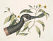 Canadese ganzen Chrysanthemum c - Mark Catesby — weergave van het kunstwerk