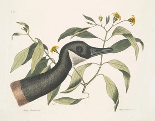 Canadese ganzen Chrysanthemum c - Mark Catesby — weergave van het kunstwerk