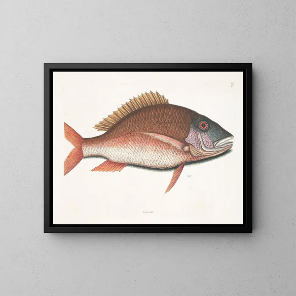 Anthea, de vis schaap - Mark Catesby — ingelijst kunstwerk aan de muur