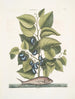 Arbor Populi c Harengus c Le Pilchard - Mark Catesby — weergave van het kunstwerk