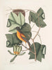 Arbor Tulipifera De Tulpenboom Icterus L'Oiseau de Baltimore - Mark Catesby — weergave van het kunstwerk